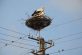 Больше не опасно: энергетики подготовили новые гнезда для аистов