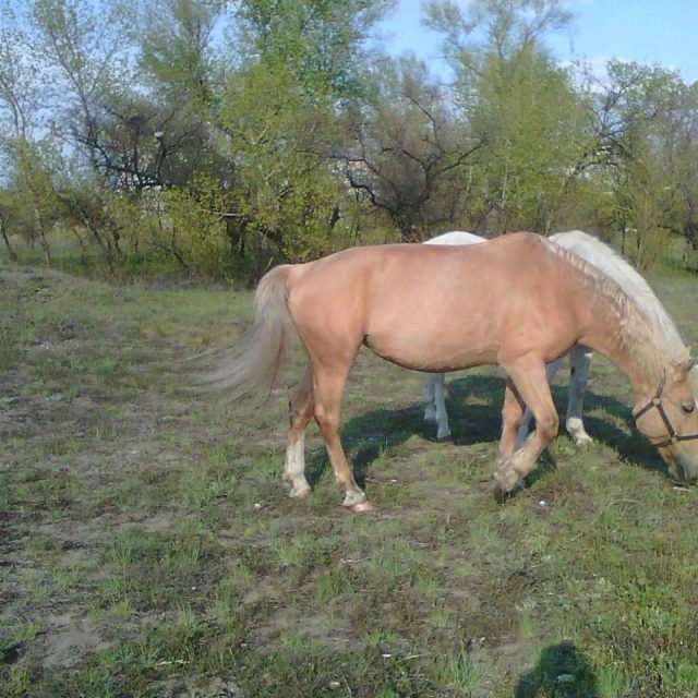 В Днепре призывают помочь лошадям-пенсионерам В Днепре призывают помочь лошадям-пенсионерам