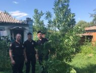У Царичанському районі поліцейські виявили на городі місцевого жителя посів наркотичних рослин