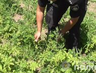 У Покрові поліцейські виявили плантацію з наркотичними рослинами