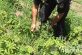 У Покрові поліцейські виявили плантацію з наркотичними рослинами