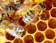 Апітерапія: Чи лікують бджолина отрута і сон на вуликах.