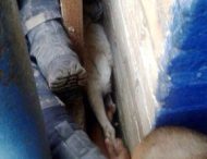 В Днепропетровской области спасатели спасли трёх собак от мучительной смерти.