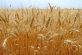 Аграрії Дніпропетровщини вже зібрали понад 1,9 млн тонн ранніх зернових