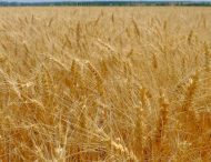 Аграрії Дніпропетровщини вже зібрали 1,8 млн тонн озимої пшениці