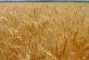 Аграрії Дніпропетровщини вже зібрали 1,8 млн тонн озимої пшениці