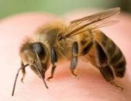 Перші дії при укусі бджоли (КОРИСНО)