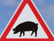 Випадків захворювання свиней африканською чумою в Нікополі немає