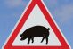 Випадків захворювання свиней африканською чумою в Нікополі немає