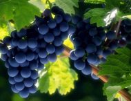 Виноград: польза, вред и правила выбора
