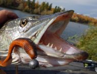 У Нікополі відбудуться змагання з лову хижої риби з човна
