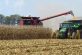 На Дніпропетровщині почали збирати кукурудзу та соняшник
