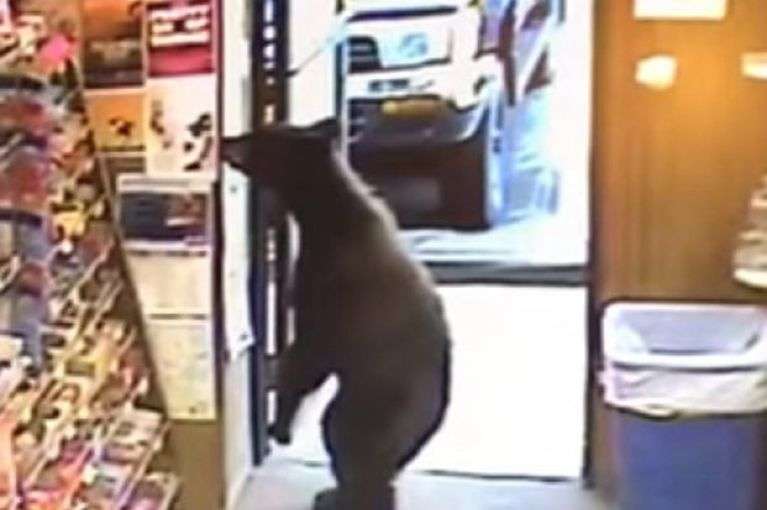 В магазин алкоголя пожаловал необычный гость В магазин алкоголя пожаловал необычный гость