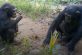 Любознательные шимпанзе и черепаха стали героями курьезного видео