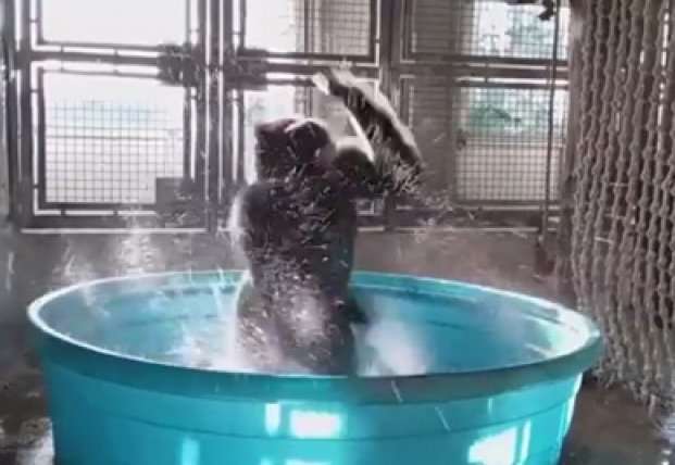 Горилла, принимающая ванну, стала звездой Сети Горилла, принимающая ванну, стала звездой Сети