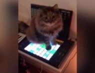 Пользователей сети покорила кошка-композитор электронной музыки
