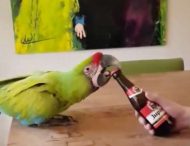 Попугай научился открывать бутылку с пивом своим клювом