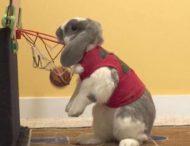 Кролик настолько любит баскетбол, что стал мировым рекордсменом