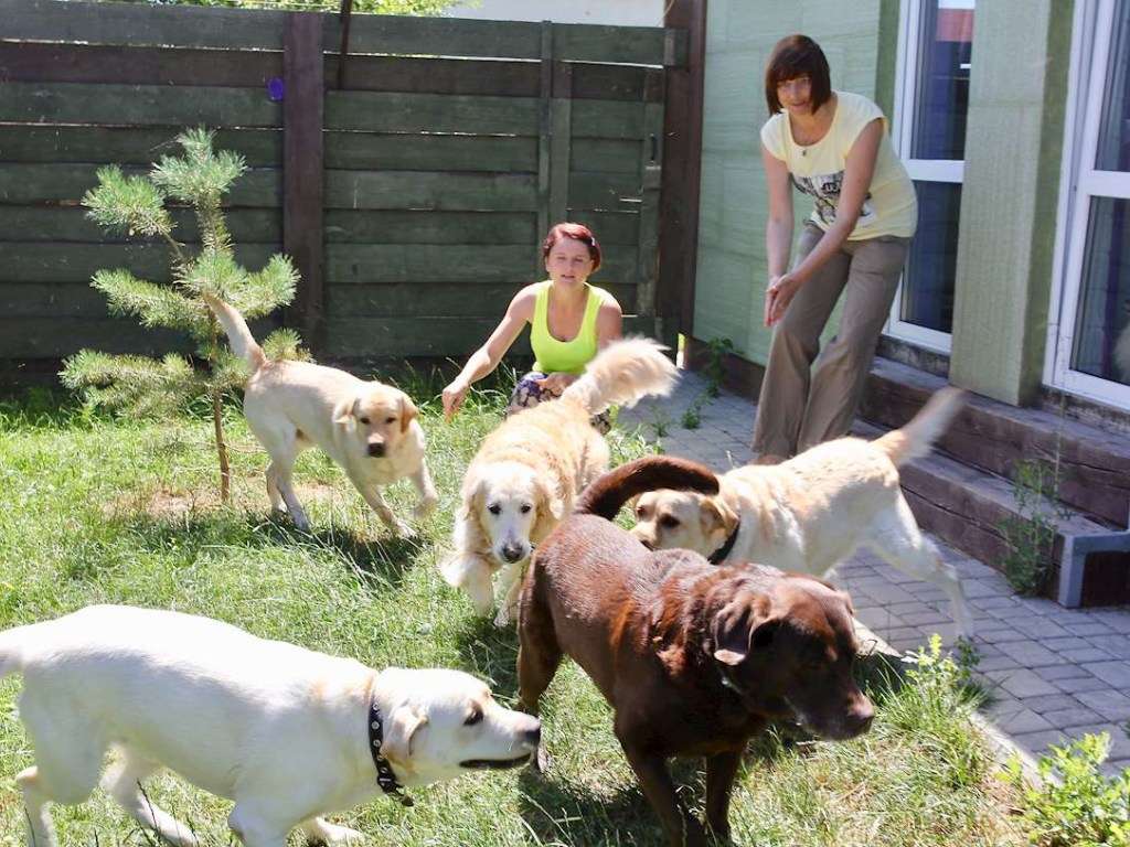 За обзор отеля платят около 400 евро: В Великобритании появилась вакансия для туристов с собаками За обзор отеля платят около 400 евро: В Великобритании появилась вакансия для туристов с собаками