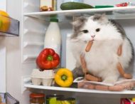 Сеть рассмешили коты, которые мастерски ограбили холодильник