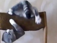 Акробатические трюки кота поразили интернет-пользователей