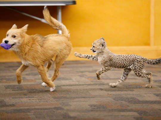 Одинокий детеныш гепарда подружился с собакой Одинокий детеныш гепарда подружился с собакой