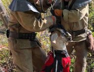 На Дніпропетровщині п’ять рятувальників прийшли на допомогу козі (Фото)