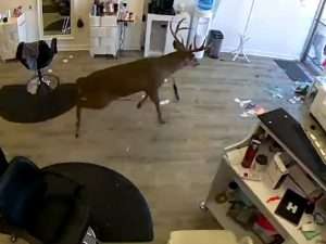 В США олень устроил погром в салоне красоты В США олень устроил погром в салоне красоты