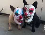 Собаки в клоунских масках довели хозяев до истерики
