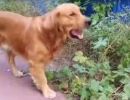 Собака-веган жадно поедает растения