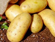 На Дніпропетровщині завершують збирати картоплю 