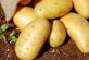 На Дніпропетровщині завершують збирати картоплю 