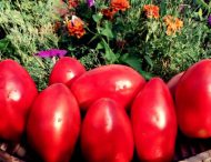 Овощевод из Днепропетровской области вырастил особенные томаты (Фото)