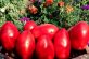 Овощевод из Днепропетровской области вырастил особенные томаты (Фото)