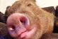 «Мини-пиг», которого семья купила в качестве домашнего любимца, неожиданно вырос в 180-килограммовую свинью