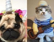 Забавные костюмы для кошек и собак