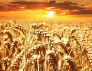 Дніпропетровщина зібрала рекордний врожай зернових