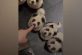 В Китае перекрашенных собак выдавали за панд