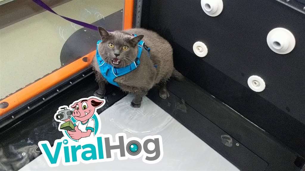 Толстую кошку отвели заниматься спортом, но она воспользовалась тренажером иначе Толстую кошку отвели заниматься спортом, но она воспользовалась тренажером иначе