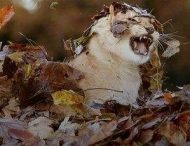 Львенок, бурно радующийся осени, стал героем курьезного видео