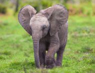 В Африке слоненок играл в футбол «мячом» из навоза