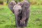 В Африке слоненок играл в футбол «мячом» из навоза
