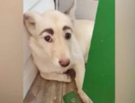 Хит Сети: в РФ обнаружили собаку с выразительными бровями