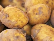 Низький попит змушує фермерів знижувати ціни на картоплю