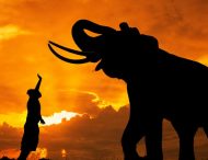 Экстремальный отдых: в Таиланде дикий слон решил прилечь на автомобиль с туристами