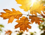 Теплий листопад може погіршити здоров’я