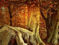 На Дніпропетровщині виявили лісового браконьєра (Фото)