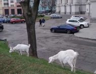 В Киеве заметили пасущихся коз у здания МИДа
