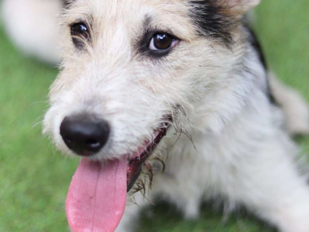 Собака устроила погром в офисе ветеринара, где ее оставили на ночь Собака устроила погром в офисе ветеринара, где ее оставили на ночь