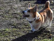 В Павлограде соревновались собаки разных пород (Фото)